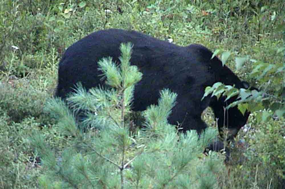 Oso Negro - Canada 4.jpg